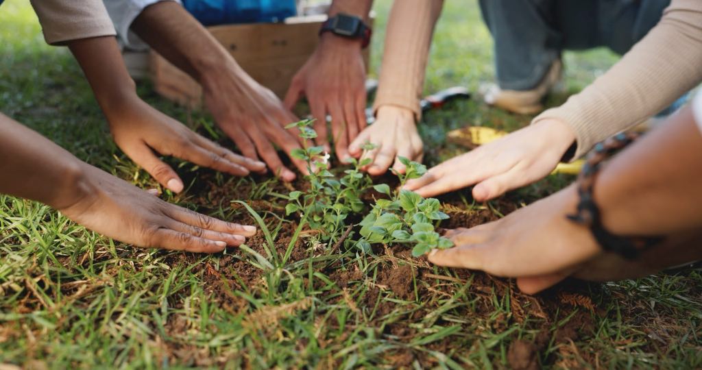 plant gardening and hands of volunteers in nature